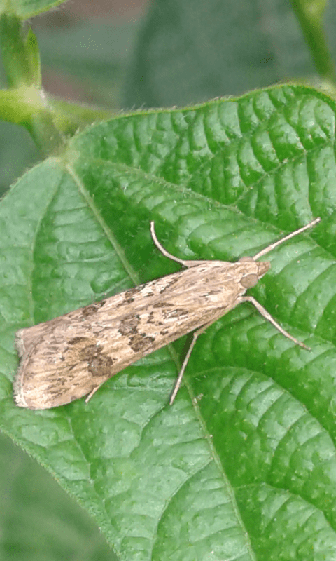 Nomophila noctuella (Crambidae)? S